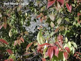 Image result for Celastraceae