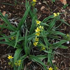 Image result for Hypoxis