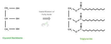 Image result for Fatty Acid