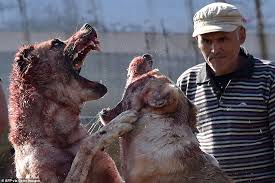 These are legendary dogs of central asia. Dogs Rip Chunks From Each In Vicious Arena Fighting While Young Children Watch In Kyrgyzstan Daily Mail Online