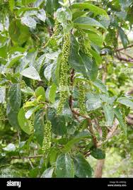 Image result for Antidesma venosum