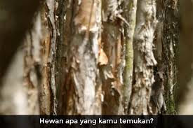 Check spelling or type a new query. Hanya Pemilik Mata Normal Yang Bisa Temukan Hewan Tersembunyi Ini