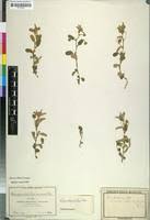 Image result for Sida chrysantha