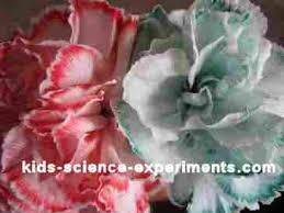 Putting food coloring in the water you feed plants is a cool way to see capillary action, or a plant's process of drinking water. Kids Color Colour A Flower Science Experiments