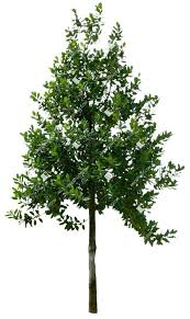 Image result for Ilex mitis