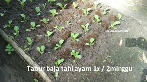 Sawi adalah antara tanaman yang mudah ditanam di dalam pasu sama seperti kangkung dan bayam. Cara Tanam Sawi Atas Batas Kebun Bandar