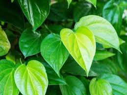 Namun, daun ini pasti digemari oleh para pencinta herbal. Manfaat Daun Sirih Merah Dan Sirih Hijau Untuk Kesehatan Kecantikan Dan Penyakit Akut Health Liputan6 Com