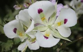 Image result for Pancovia holtzii