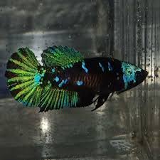 Female Plakat Tail Black Series Ready To Breed In 2020 Fresh Water Fish Tank Betta Fish Types Betta Fish