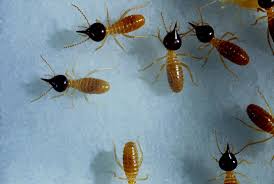 Termite colonies are founded when a queen termite finds a mate. Where Do Termites Go During The Winter
