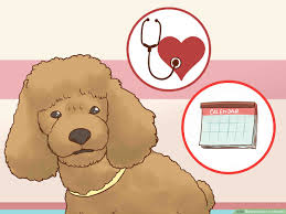 How To Care For A Poodle 14 Steps With Pictures Wikihow