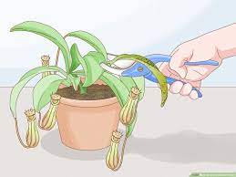 I recommend watering these plants from the pitcher plants that require dormancy need exposure to cold weather during the winter months. How To Grow Pitcher Plants 9 Steps With Pictures Wikihow