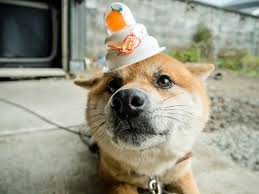 Shiba inu is on a tear right now. Shiba Inu Coin What S The Price And Can It Reach 1 Birmingham Live