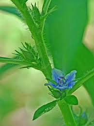 Image result for Hydrolea brevistyla