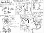 A nucleotide, in turn, is made up of phosphate molecule, deoxyribose, and a nitrogenous as there are two strands of dna involved in replication, the first double helix produces 2 copies of itself via each strand. Dna Coloring Sheet Worksheets Teaching Resources Tpt