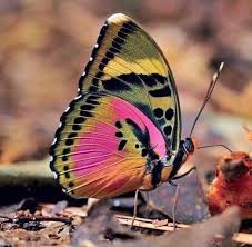 Beautiful Butterflies Butterfly Spirit Animal Beautiful Butterflies Butterfly Pictures