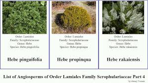 Image result for Manulea crassifolia