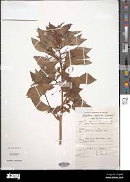 Image result for Impatiens oreocallis