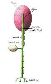 pin by chemistry on الحيوية in 2021 neurons sensory