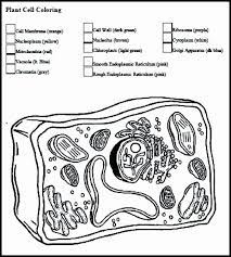 Animal Cell Coloring Page Fresh Animal Cell Drawing At Getdrawings Plant Cell Animal Cell Plant Cells Worksheet