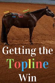 A Common Misperception About Topline Is That It Can Be Improved Through Exercise Alone Without Proper Nutrition A Horse Nutrition Horse Health Horse Grooming