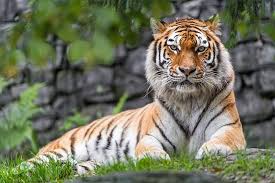 L'odyssée du passeur d'aurore 2010. Siberian Tiger Elena Tigress Snowfall Hd 4k Hd Wallpaper Wallpaperbetter