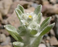 Image result for Gnaphalium