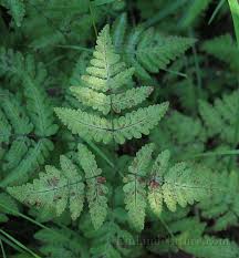 Image result for Woodsiaceae