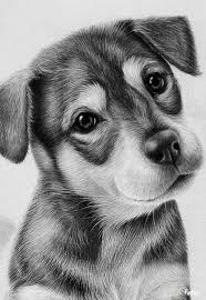Pin By Barbora Janouskova On Nothing But Dogs Animal Drawings Realistic Drawings Cute Drawings