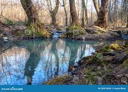 Naked Forest, Trees with Bizarre Roots and Amazing Turquoise Colored Water  of Small River with Reflection, Early Spring Landscape Stock Photo - Image  of ground, beauty: 232512026