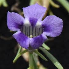 Image result for Aptosimum lugardiae