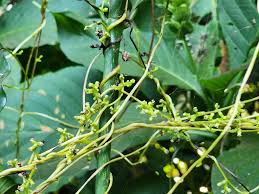 Image result for Cuscuta cassytoides