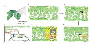 Image result for Pseudomonas syringae