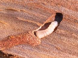 Image result for site:byggahus.se fällning