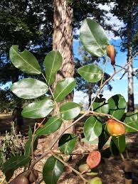 Image result for Copaifera
