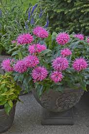 Pin On Perfect Perennials