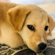 Lab Puppies For Sale Near Me Under 500 Labrador Retriever Puppies For Sale By Owner Labrador Retriever Puppies English Lab Puppies Lab Puppies