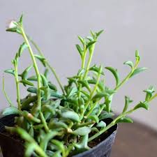 Only 1 available and it's in 1 person's cart. Go Garden 100 Pcs Set Dolphin Succulent Plant Seeds Japan Cute Plant Seeds Bonsai Garden Buy Online In Botswana At Botswana Desertcart Com Productid 94235723