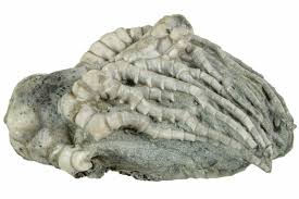 Image result for Cincinnobotrys