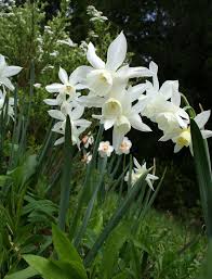 20 Best Spring Bulbs Daffodils Planting Bulbs Narcissus