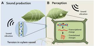 How to protect matte paint chemical guys jetseal matte on aston martin v12 vantage. Frontiers Beyond Chemical Triggers Evidence For Sound Evoked Physiological Reactions In Plants Plant Science
