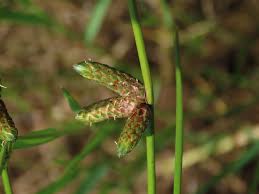 Image result for Schoenoplectiella juncea