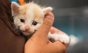 Ginger kitten on couch under knitted blanket. 6 Tips For Introducing A New Kitten To Your Resident Cat 1st Pet Veterinary Centers Az