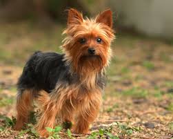 Brandenburg > 1000 marktplatz, fahrzeuge, tiere, kontakte, gemeinschaft, reise, hotels, immobilien, dienstleistungen, jobs, karriere, veranstaltungen. Yorkshire Terrier Jackys Hunde Wiki Fandom
