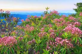 Image result for Loxogramme latifolia