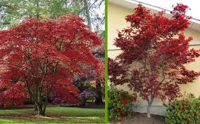 We did not find results for: Buy Emperor 1 Japanese Maple Tree Free Shipping For Sale Online From Wilson Bros Gardens