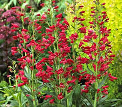If they are hungry enough, deer will eat pretty much anything. Pin By Diana On Deer Resistant Garden White Flower Farm American Meadows Perennials