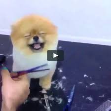 Pin On Animal Pictures