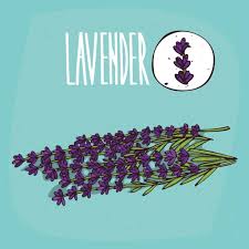 Taylor is a master dream interpreter and dream officer. What Dream About Lavender Means