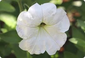 Image result for Petunia axillaris